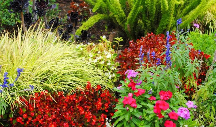 Burbank apartments for rent - image - imgi_23_vt-flowers.webp